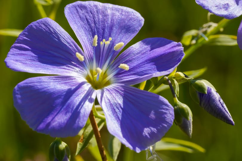 The Best Companion Planting for Flax: A Complete Guide