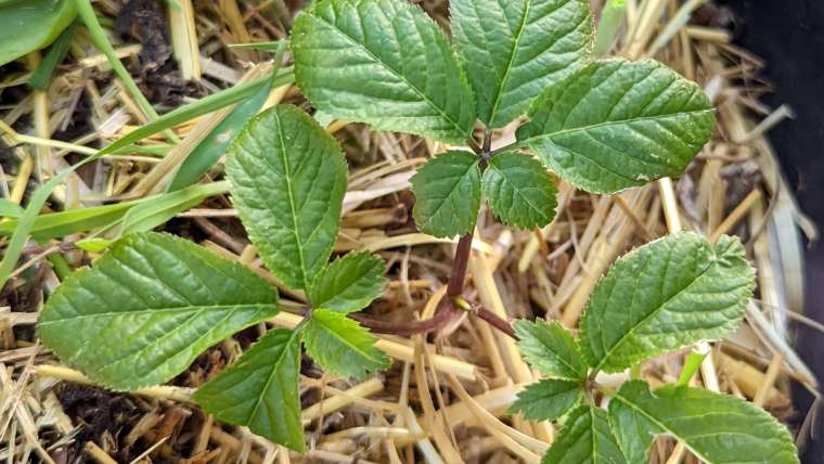 Companion Planting for Ginseng: A Complete Guide