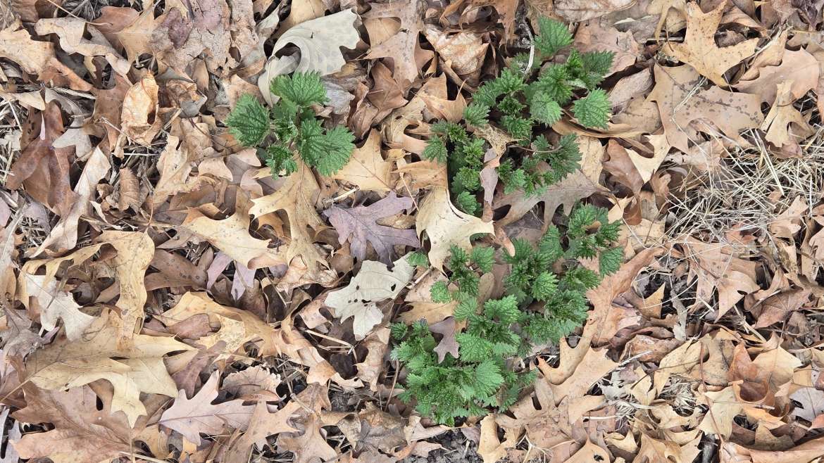 Companion Planting for Lovage: A Comprehensive Guide