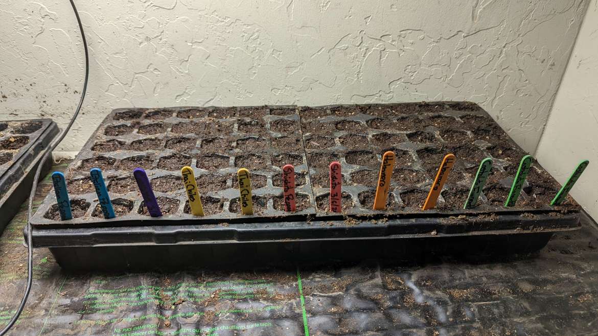 The Best Companion Planting for Marjoram