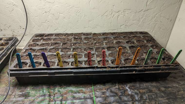 The Best Companion Planting for Marjoram