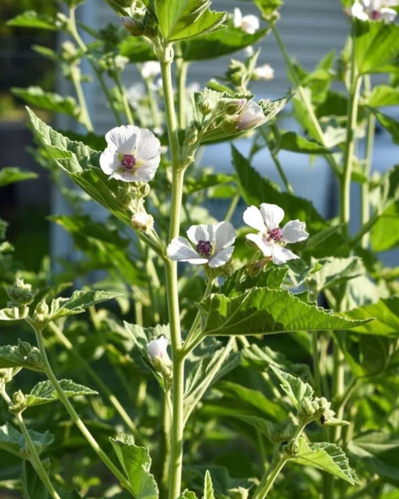 Companion Planting for Marshmallow