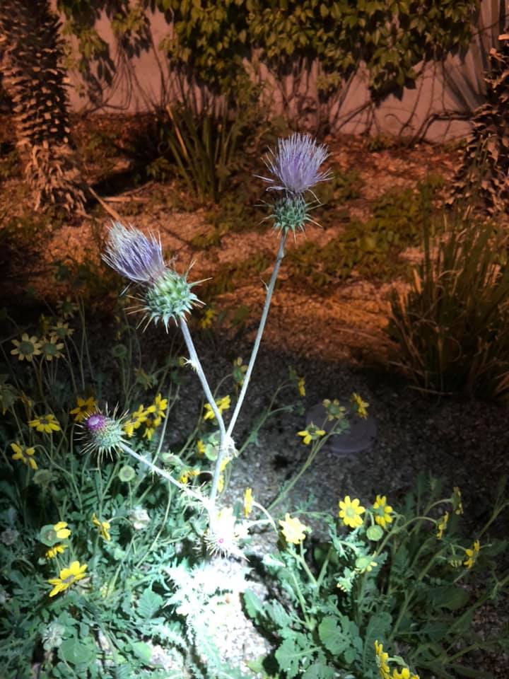Tips for Growing Companion Plants with Milk Thistle