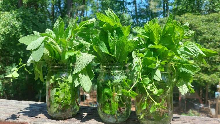 Companion Planting for Mint: A Comprehensive Guide