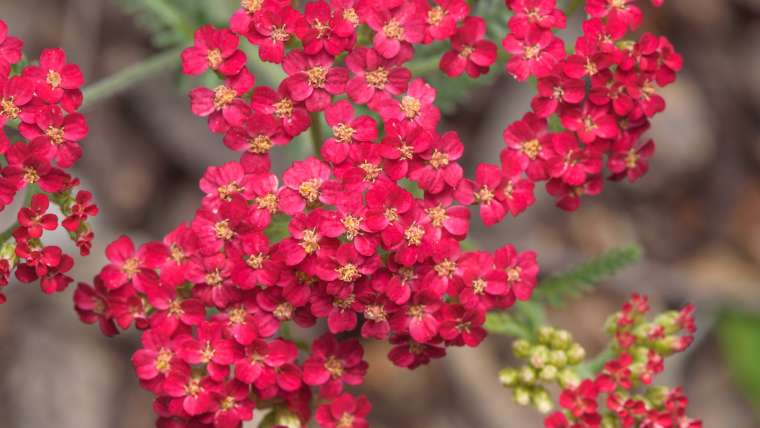 Companion Planting for Yarrow: A Comprehensive Guide