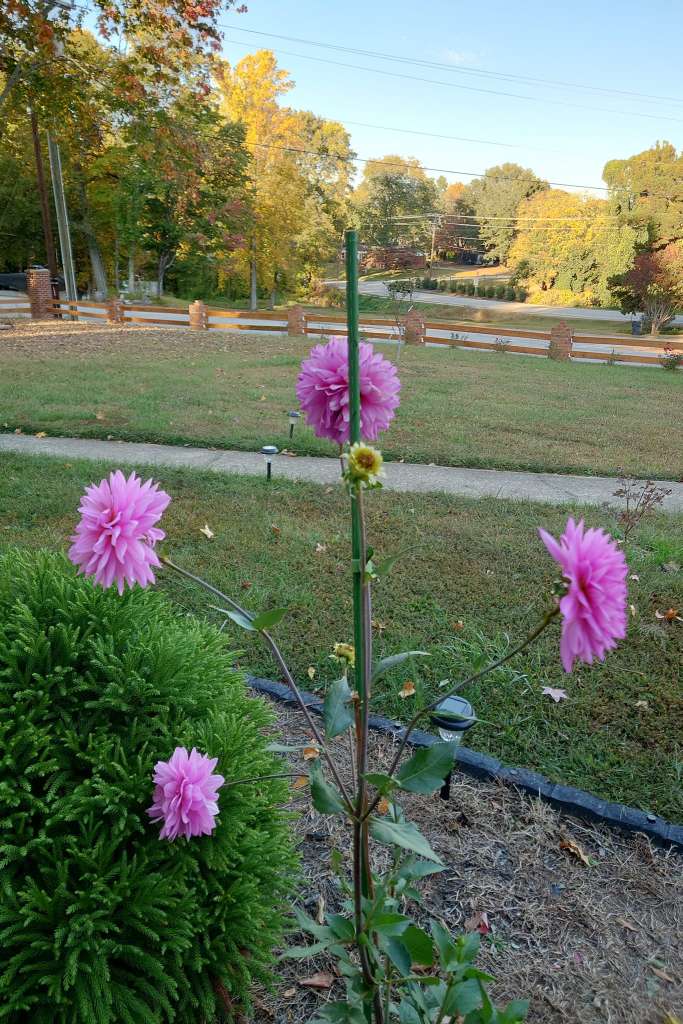Best Companion Plants for Dahlias