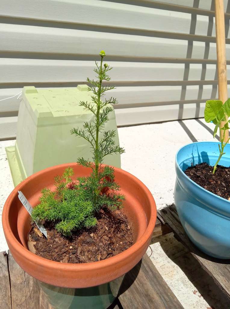Plants to Avoid Planting Near Chamomile