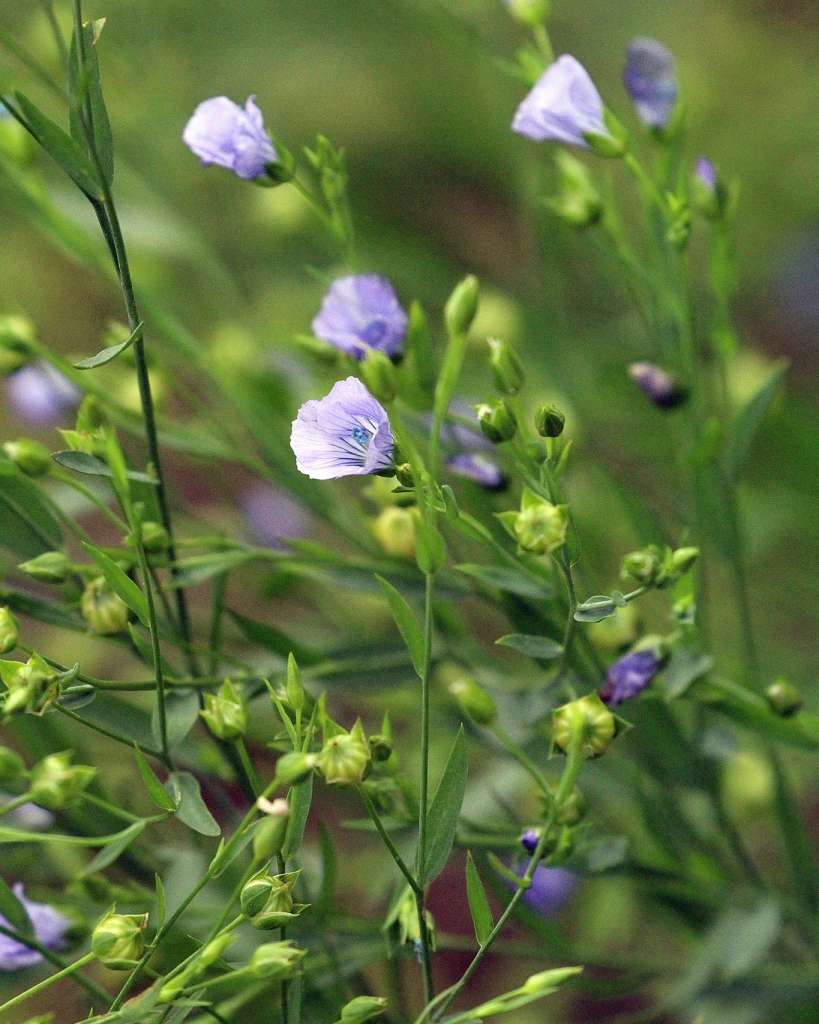 Plants to Avoid Planting Near Flax