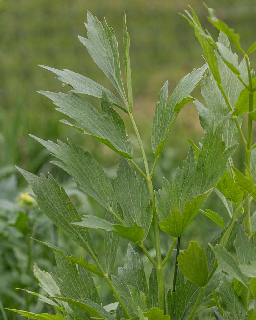 Plants to Avoid Planting Near Lovage