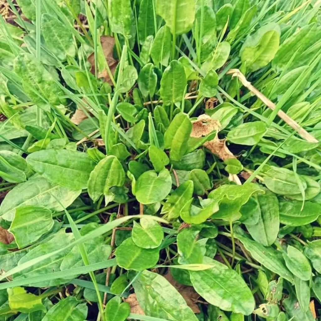 Plants to Avoid Planting Near Sorrel