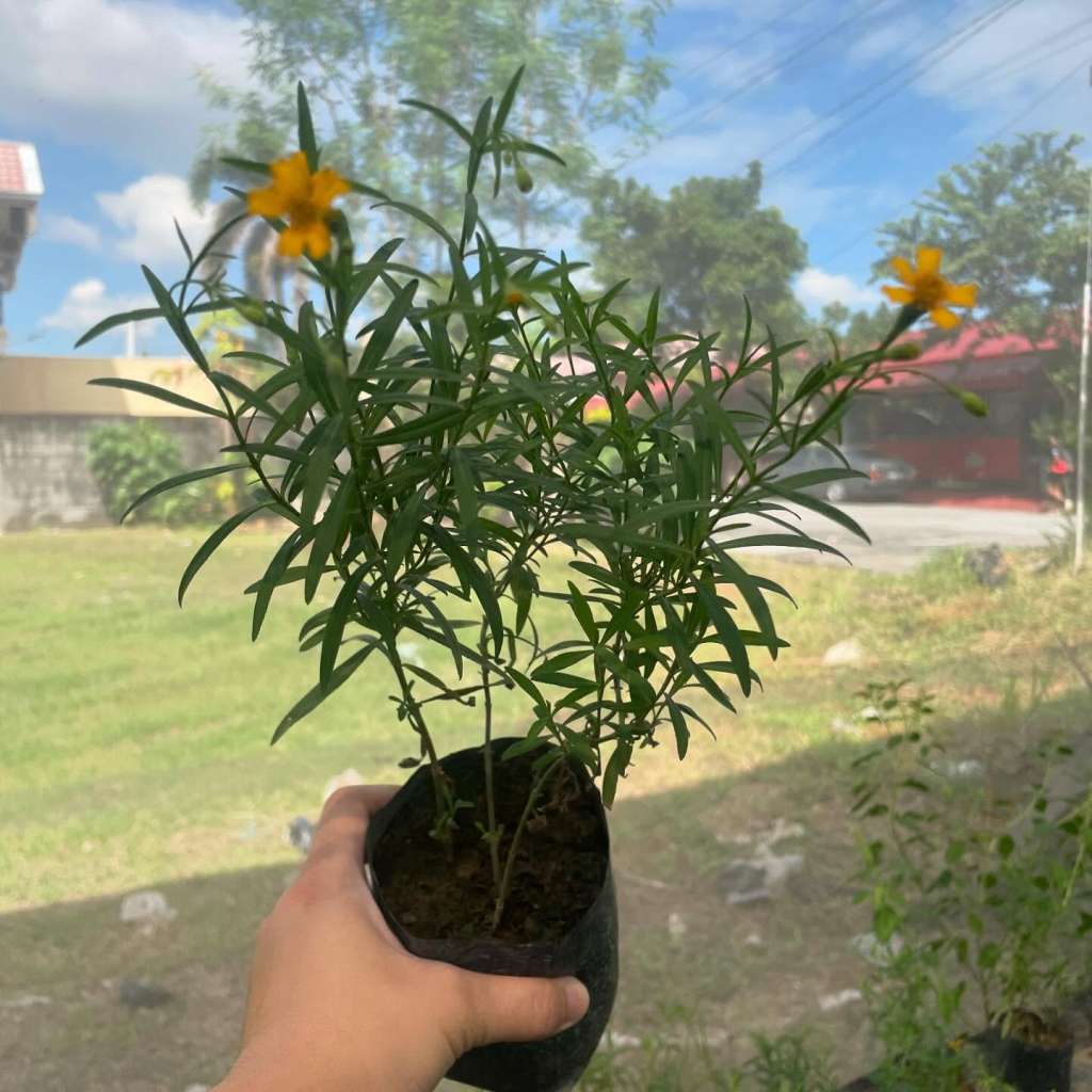 Plants to Avoid Planting Near Tarragon