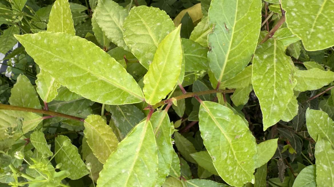 The Best Companion Planting for Bay Leaf