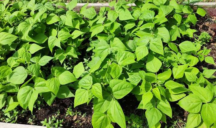 The Best Companion Planting for Beans