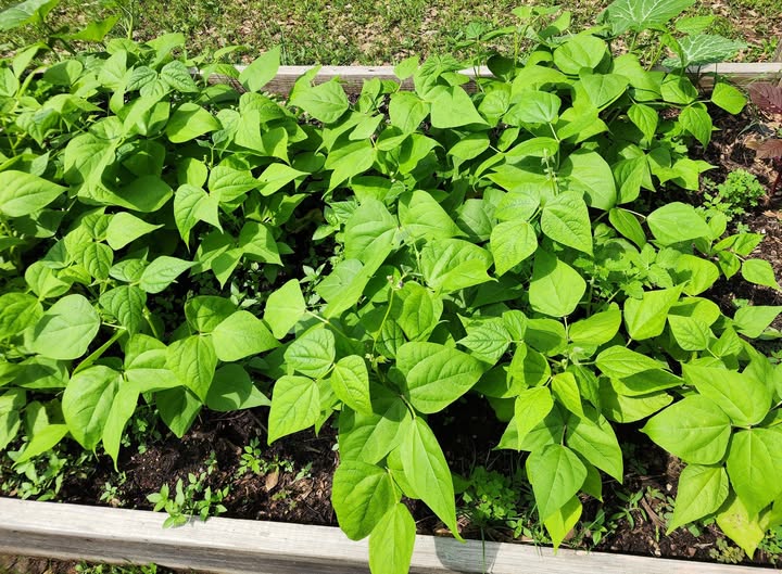 The Best Companion Planting for Beans