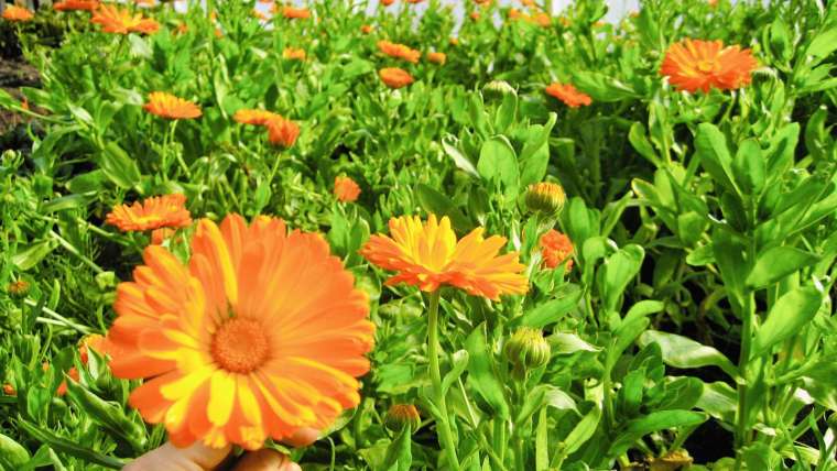The Best Companion Planting for Calendula