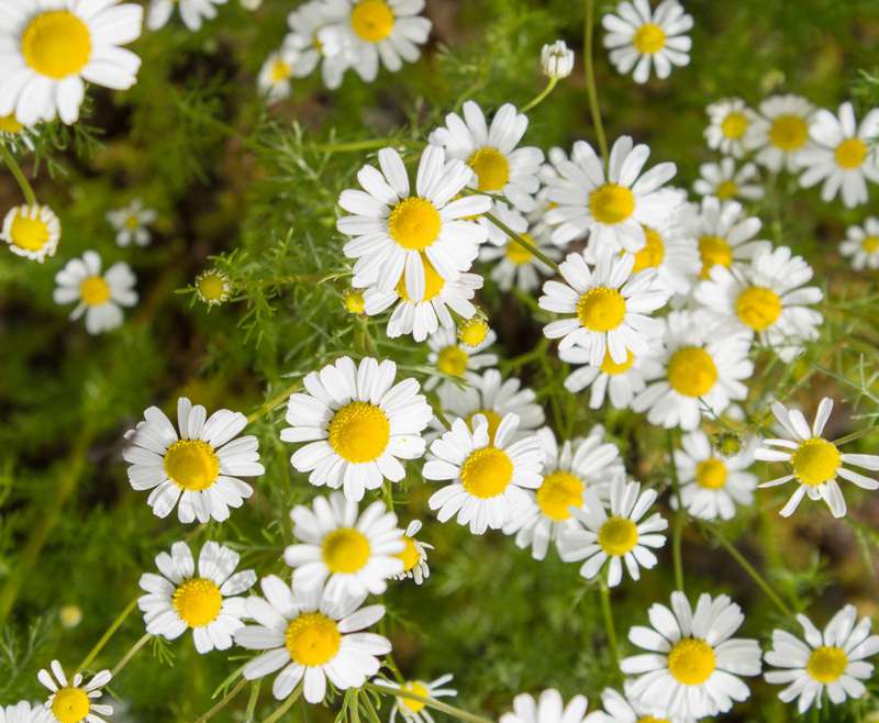 The Best Companion Planting for Chamomile