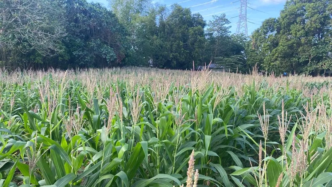 Companion Planting for Corn: Boost Your Garden’s Health