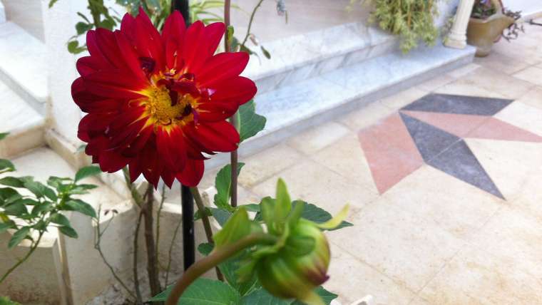 The Best Companion Planting for Dahlias
