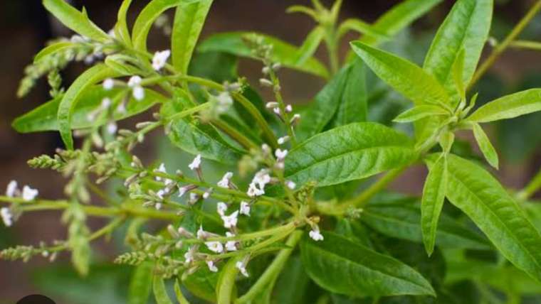The Best Companion Planting for Lemon Verbena