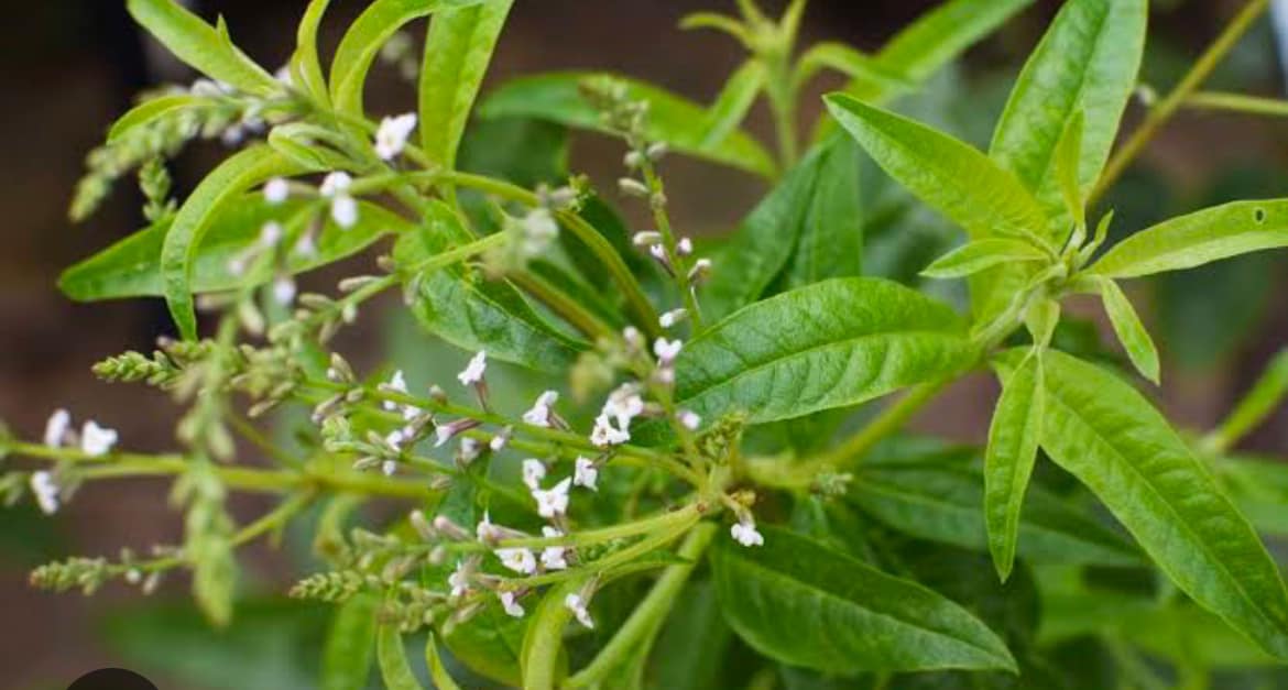 The Best Companion Planting for Lemon Verbena