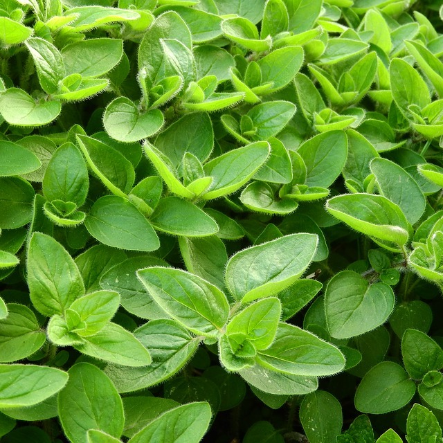 Best Companion Plants for Marjoram