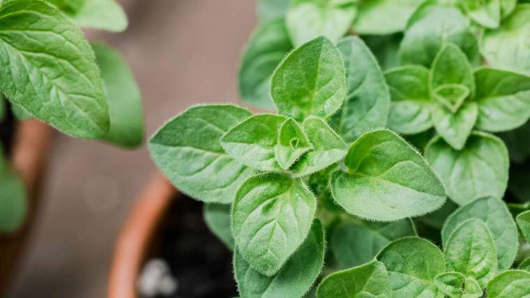 The Best Companion Planting for Oregano