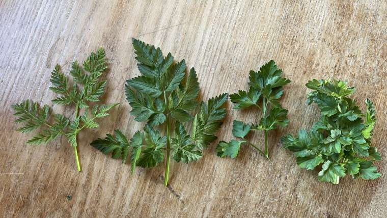 The Best Companion Planting for Parsley