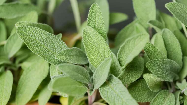 The Best Companion Planting for Sage