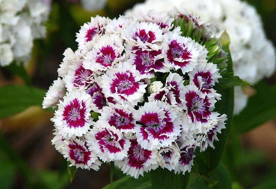 The Best Companion Planting for Sweet William