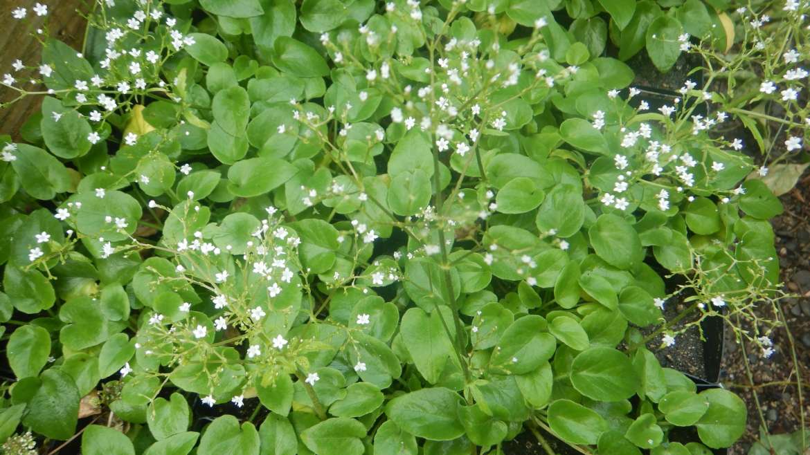The Best Companion Planting for Valerian