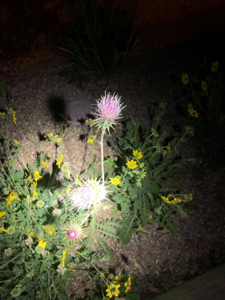 Best Companion Plants for Milk Thistle