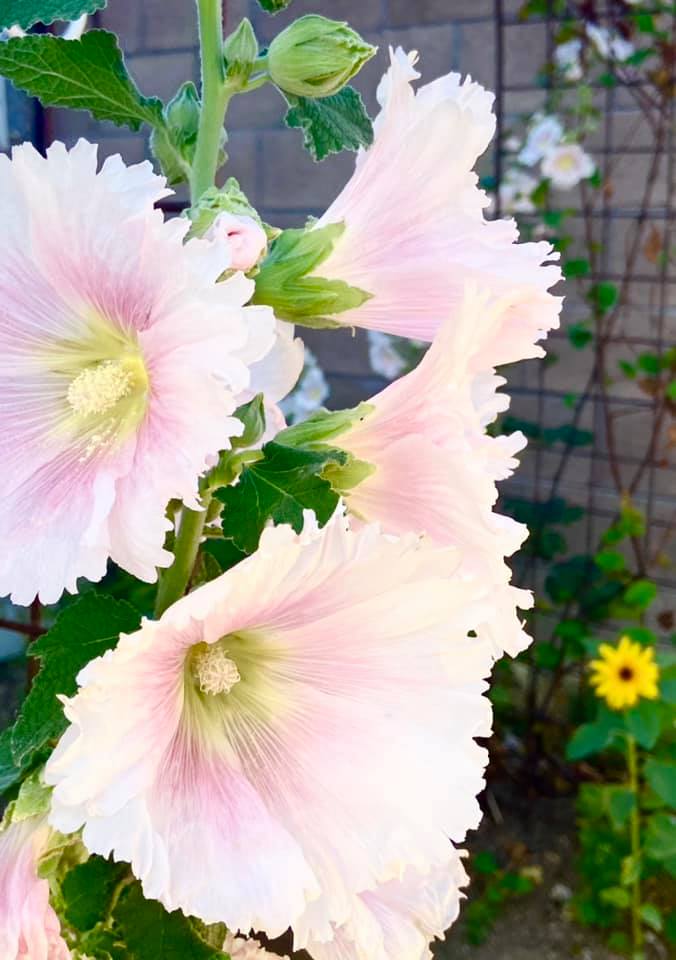 Tips for Growing Companion Plants with Hollyhocks