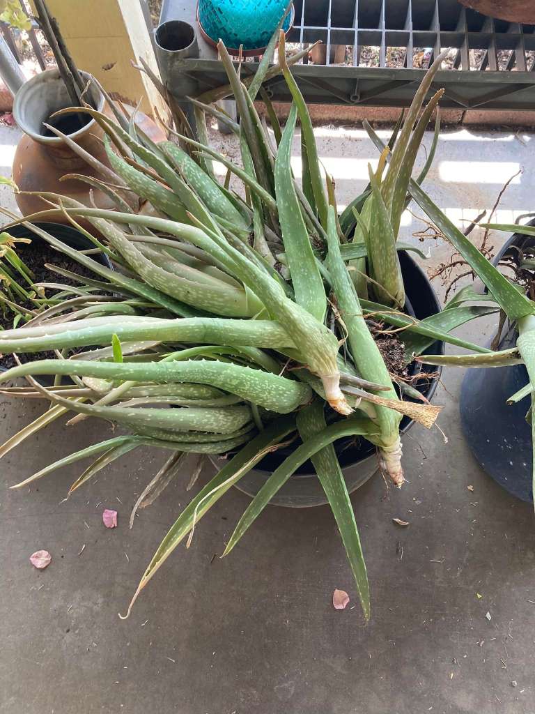 Companion Planting for Aloe Vera