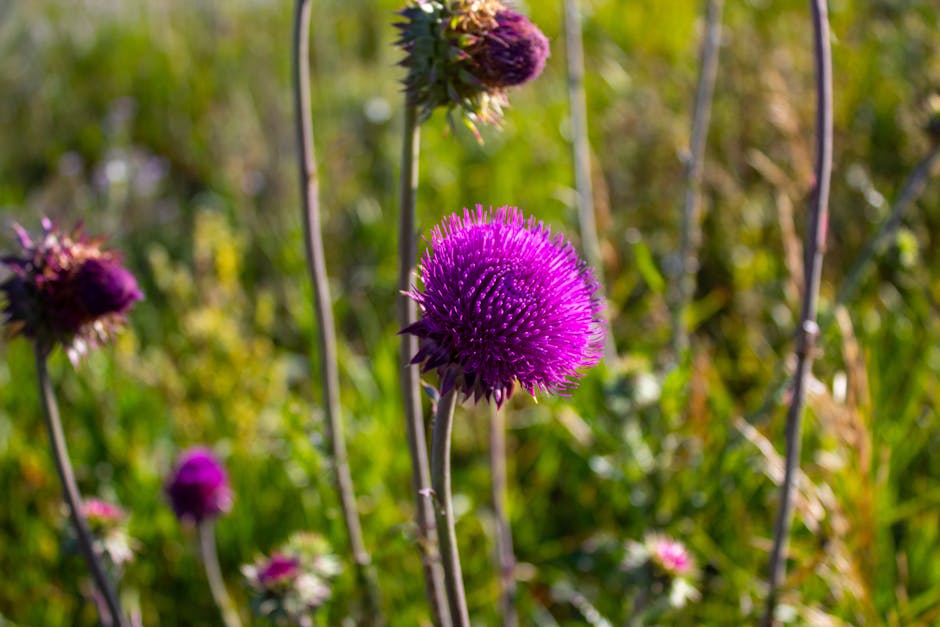 The Best Companion Planting for Milk Thistle