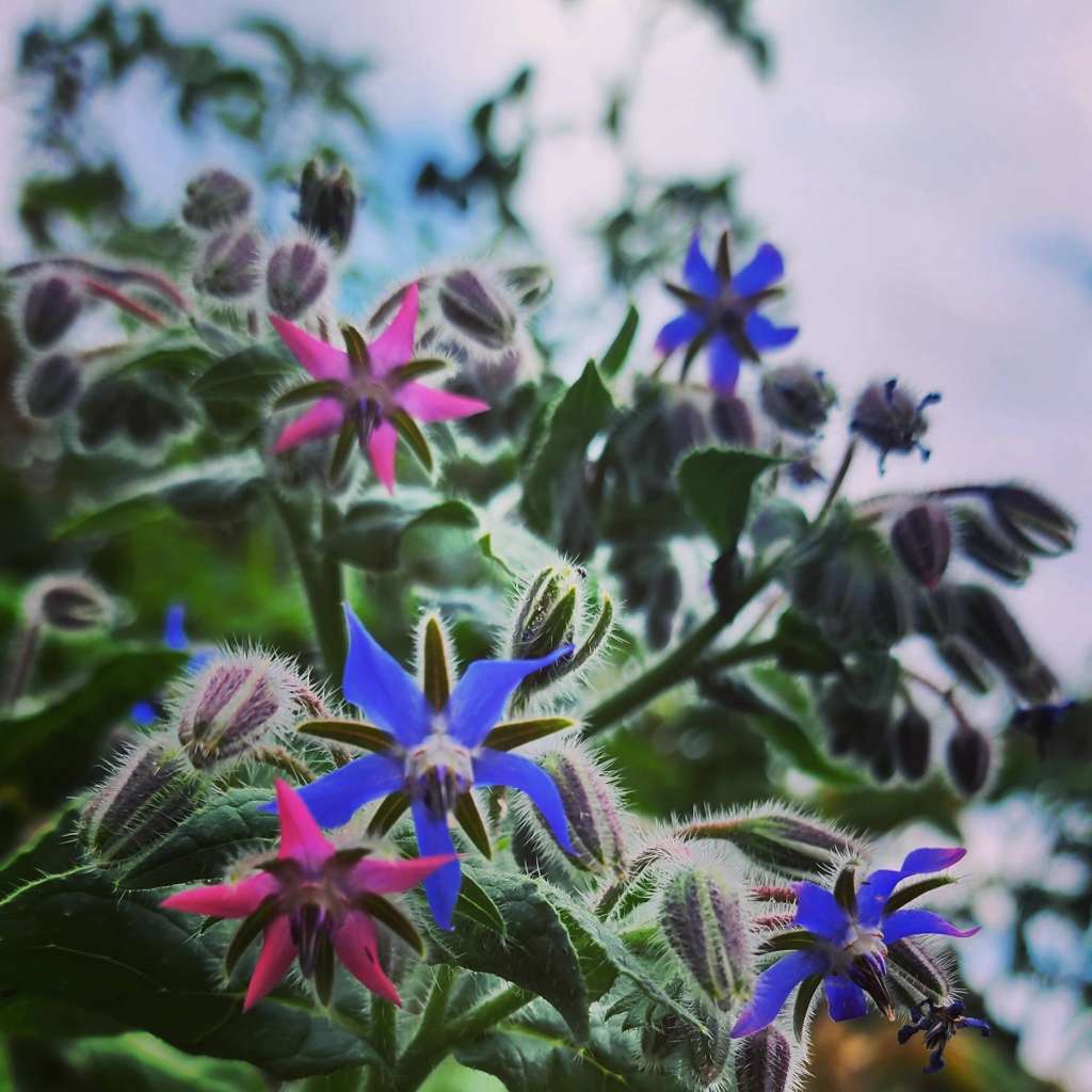 Why You Should Consider Companion Planting for Borage