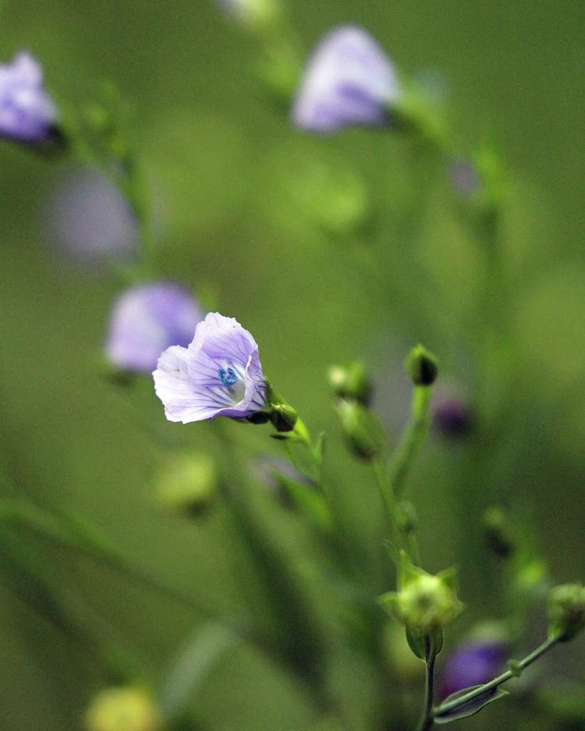 Why You Should Consider Companion Planting for Flax