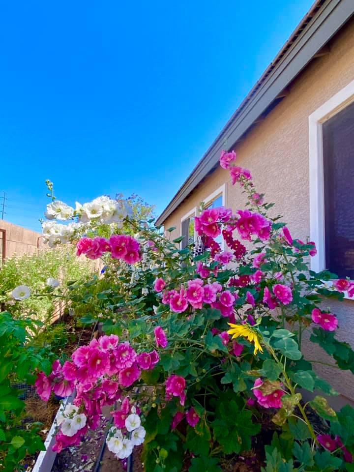 Why You Should Consider Companion Planting for Hollyhocks