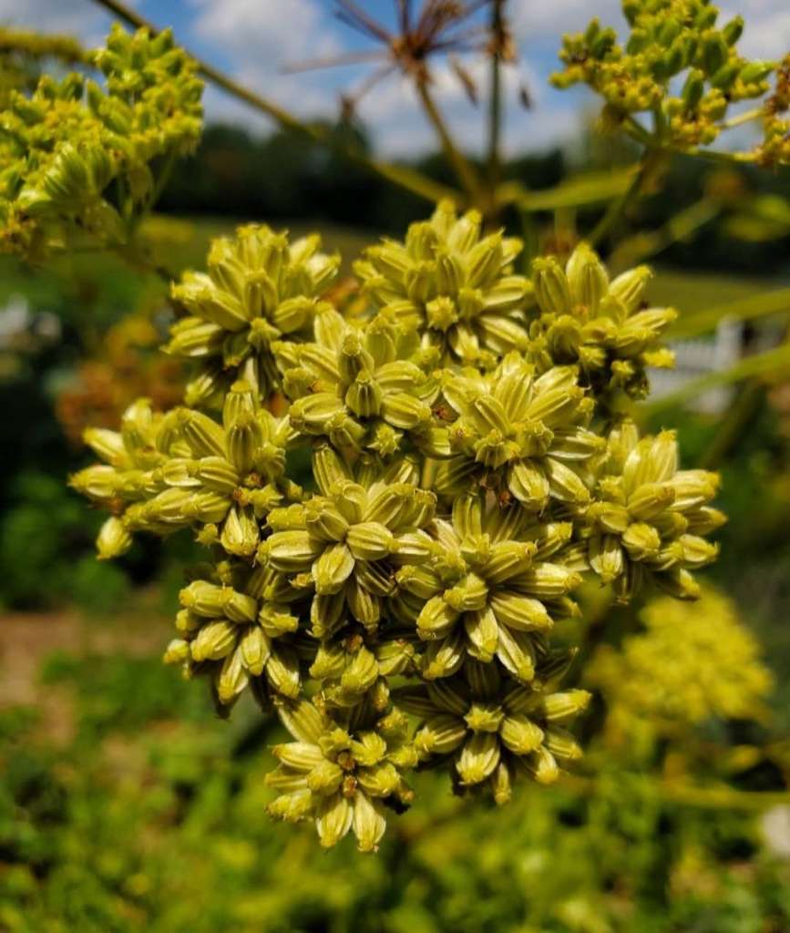 Why You Should Consider Companion Planting for Lovage