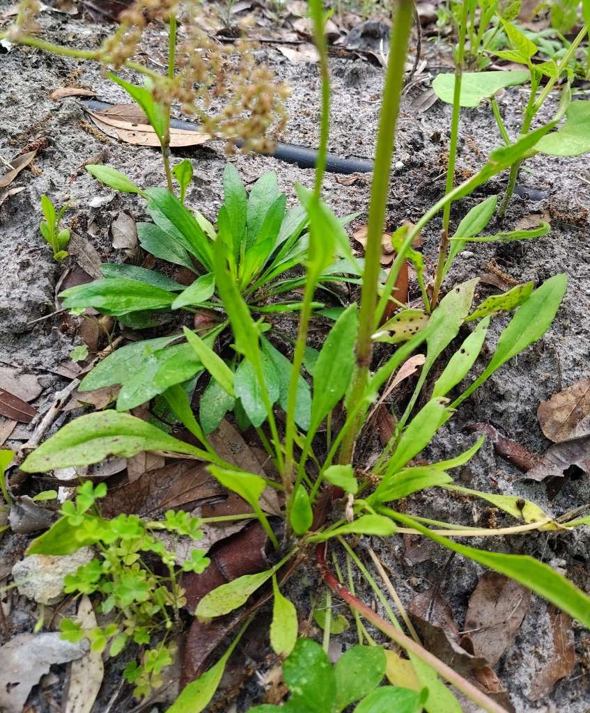 Why You Should Consider Companion Planting for Sorrel