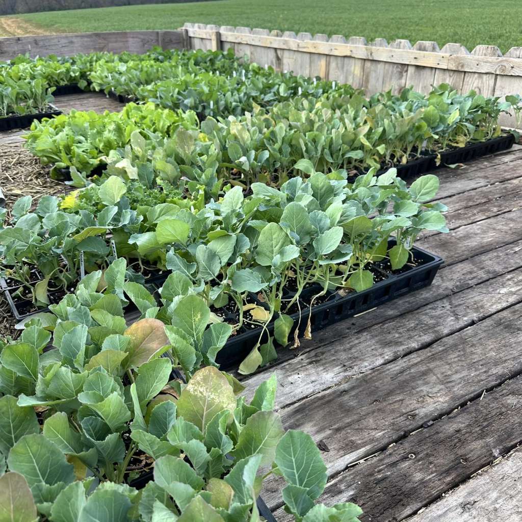 Best Companion Plants for Brussels Sprouts