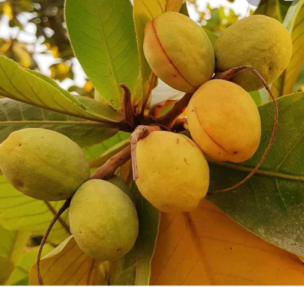 Companion Planting Almond Trees