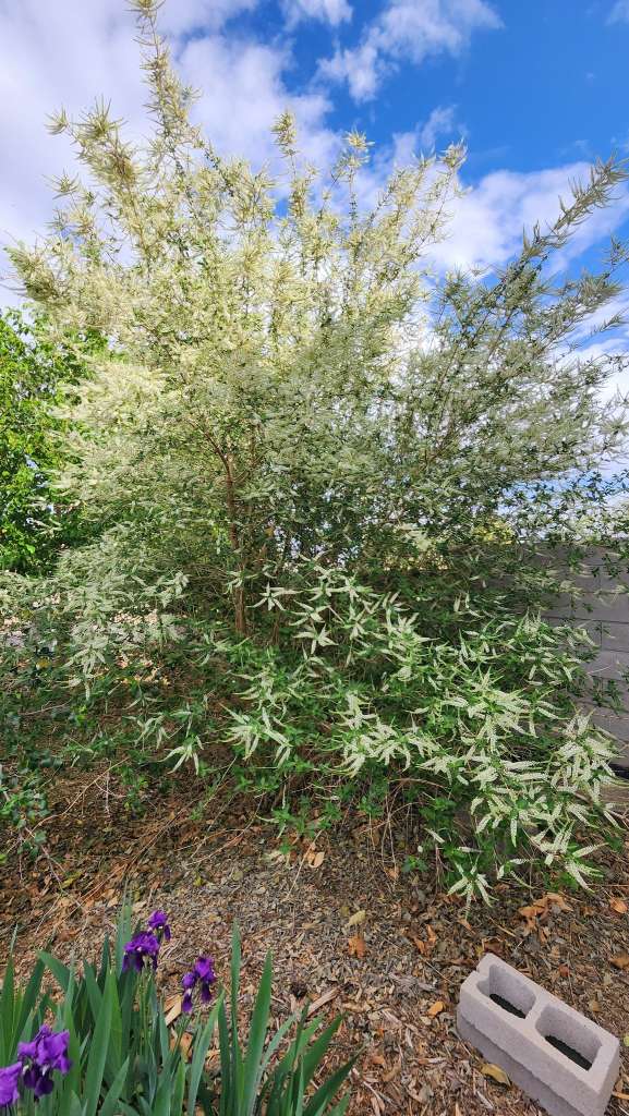 Companion Planting for Almond Trees