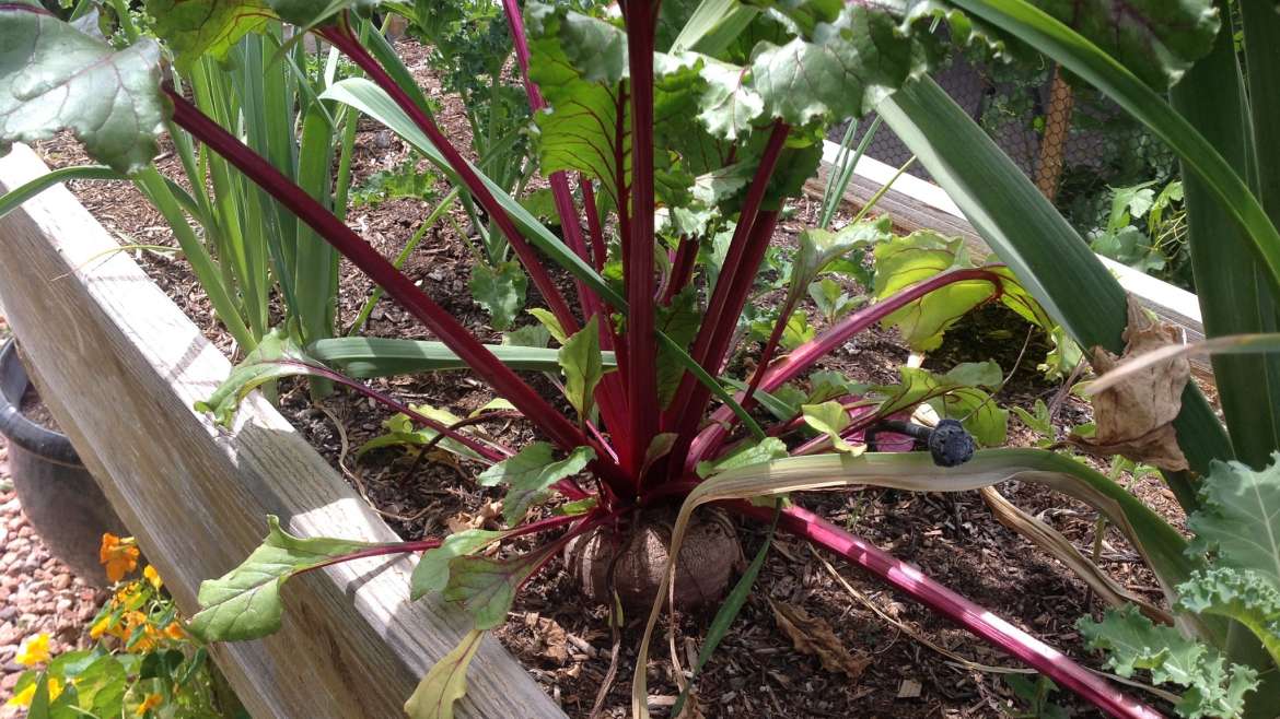 The Best Companion Planting for Beet Greens