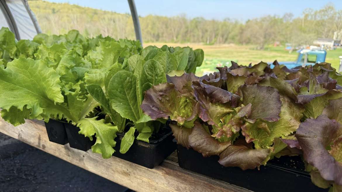 The Best Companion Planting for Brussels Sprouts