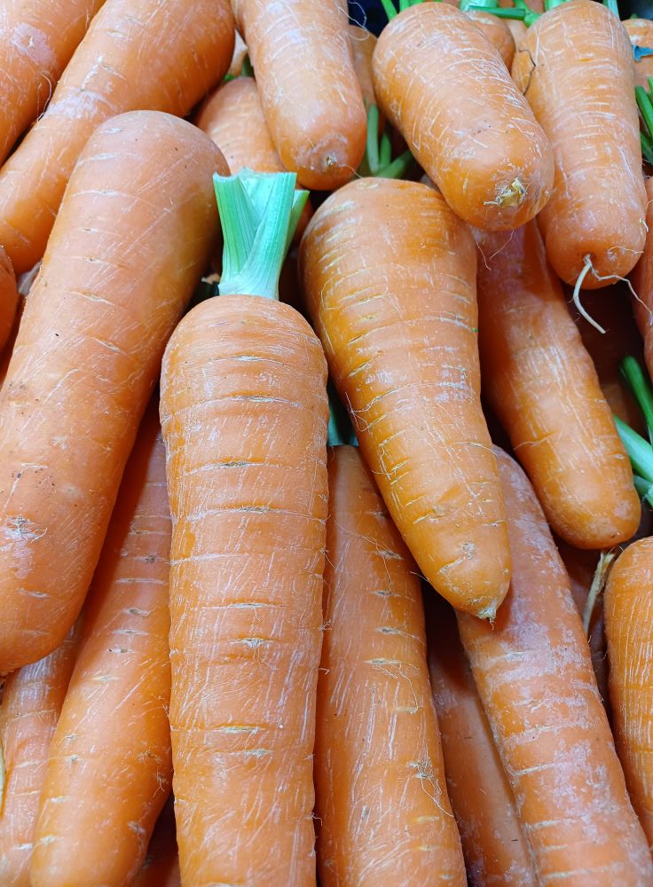 Companion Planting for Carrots