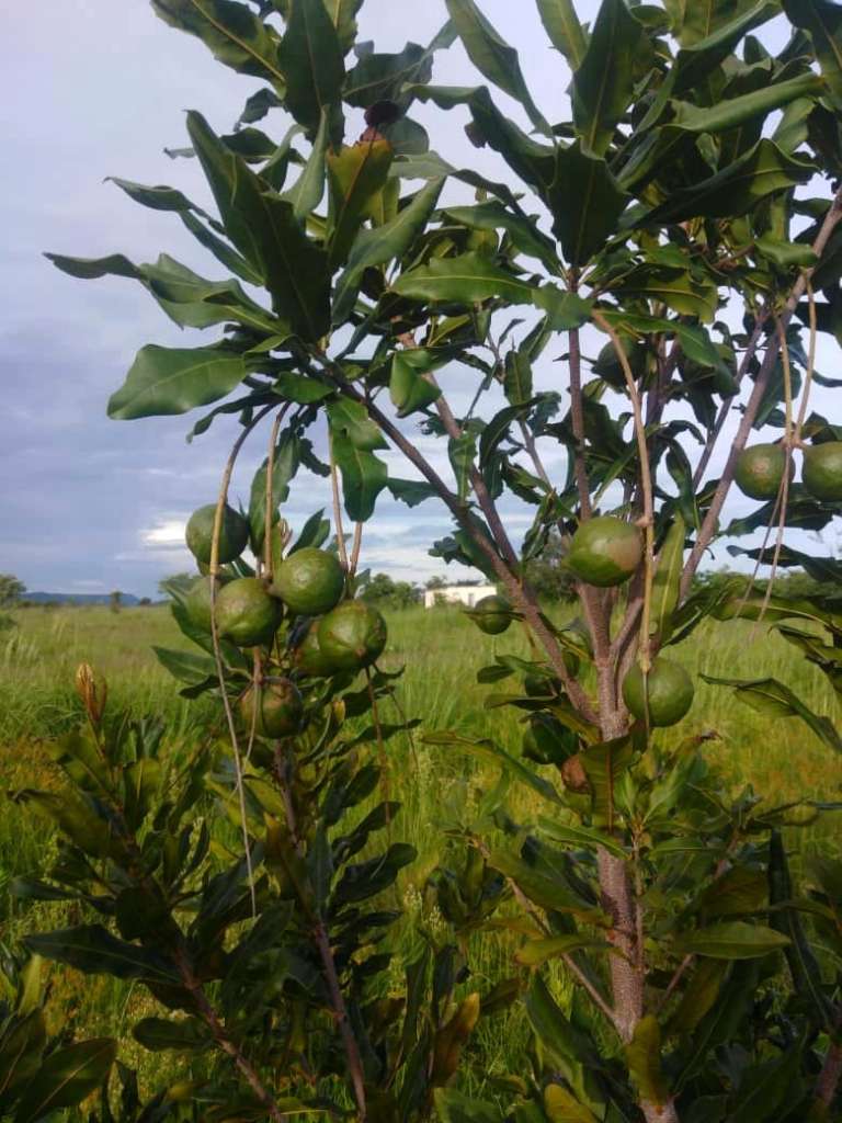 Companion Planting for Macadamia Trees