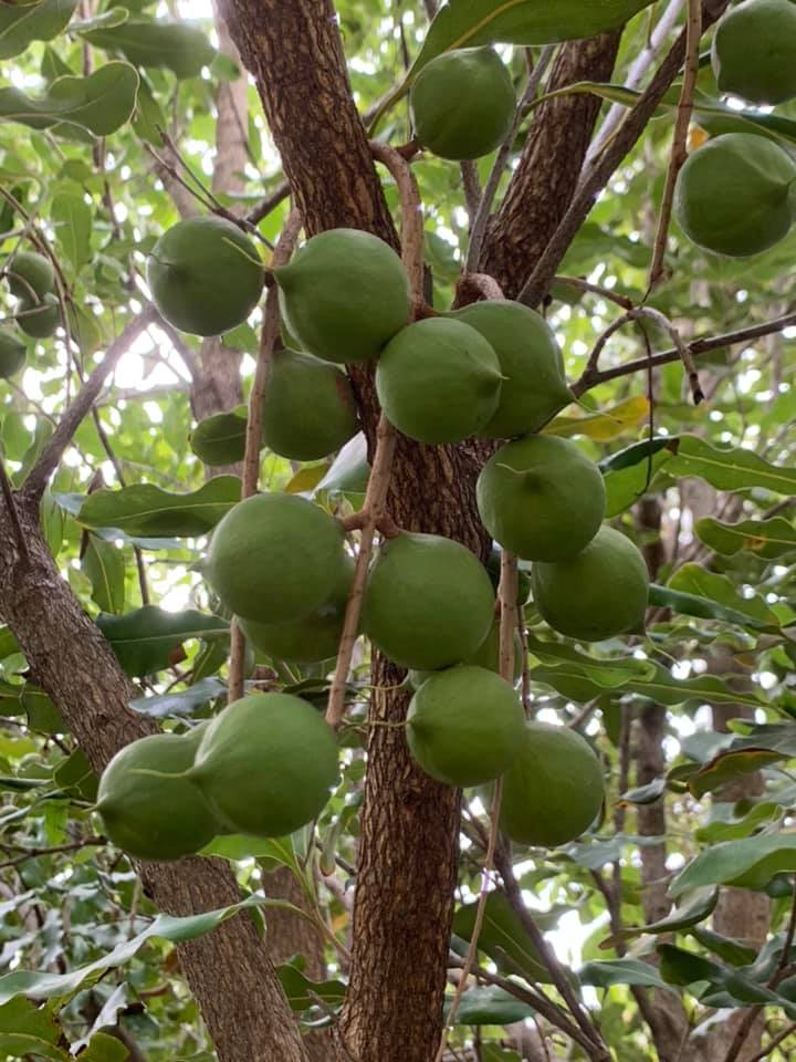 Companion Planting for Macadamia Trees