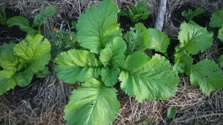The Best Companion Planting for Mustard Greens
