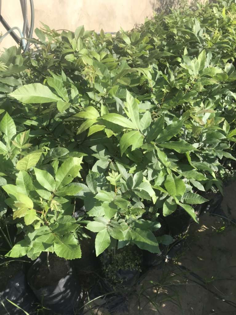 Best Companion Plants for Pecan Trees