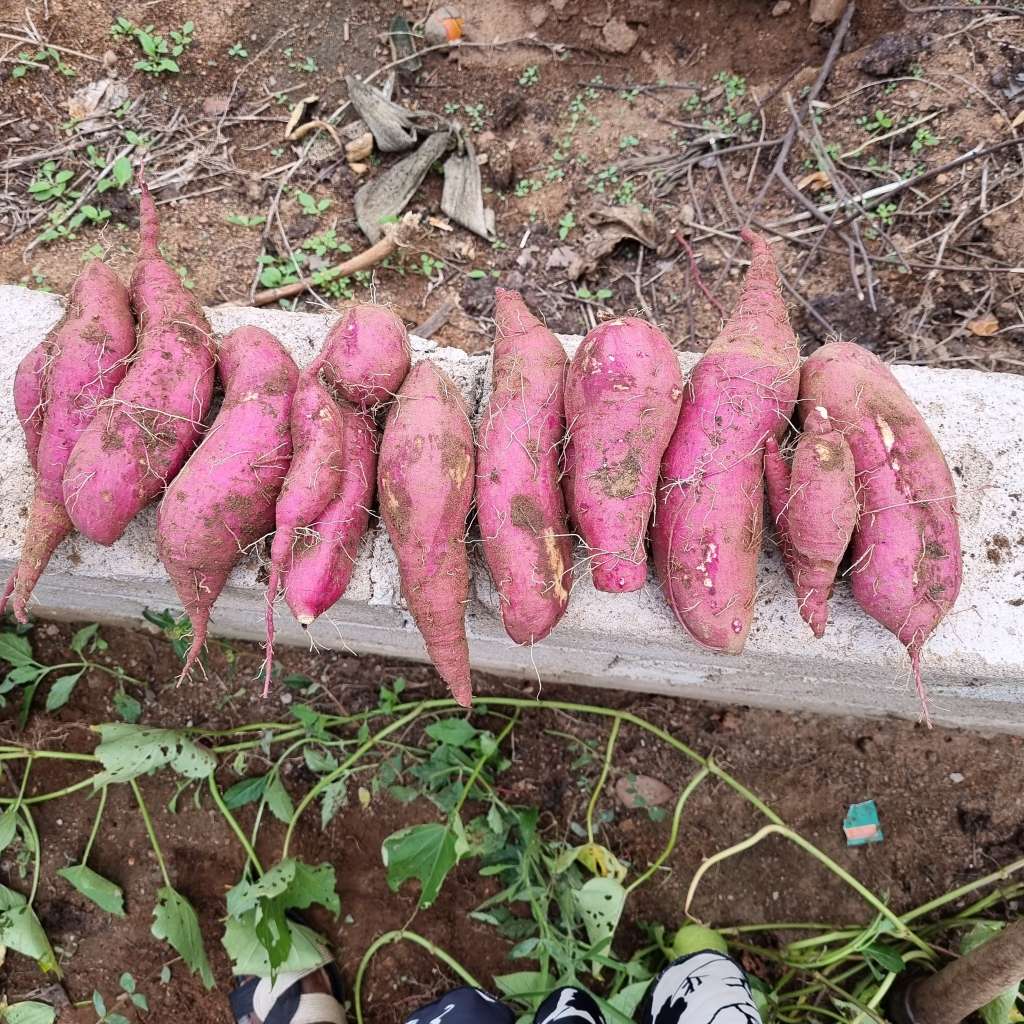 Companion Planting for Sweet Potatoes